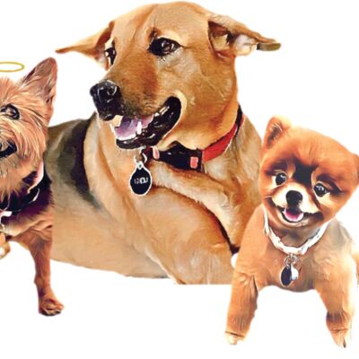 3Dogs Thumbnail