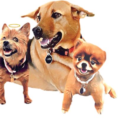 3Dogs Thumbnail