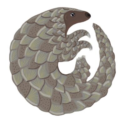 pangolin4b Thumbnail